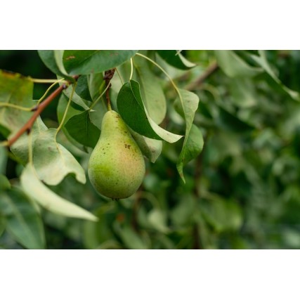 ΑΧΛΑΔΙΑ ΧΑΙΛΑΝΤ