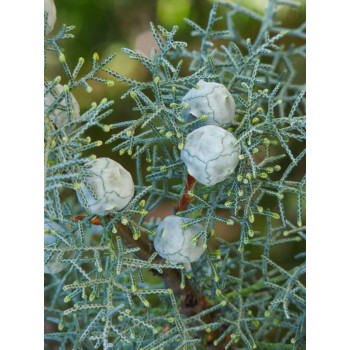 ΚΥΠΑΡΙΣΣΙ ΑΡΙΖΟΝΑΣ