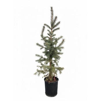 ΕΛΑΤΟ ΓΛΑΥΚΟ