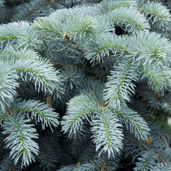 ΕΛΑΤΟ ΓΛΑΥΚΟ