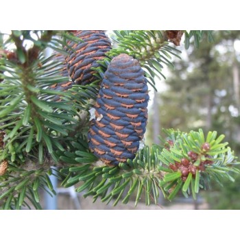 ΕΛΑΤΟ ΝΟΡΜΑΝΔΙΑΣ