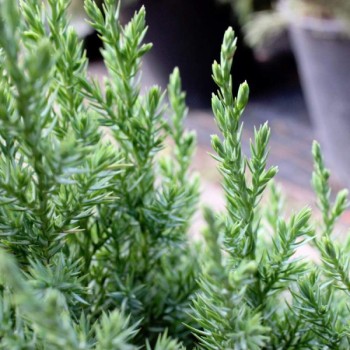 ΓΙΟΥΝΙΠΕΡΟΣ