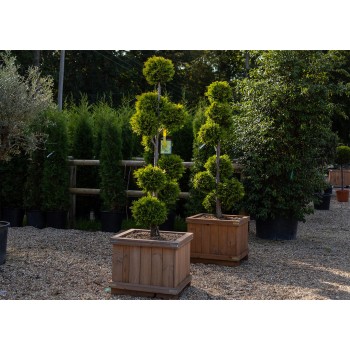 ΚΥΠΑΡΙΣΣΙ ΛΕΙΛΑΝΤ ΠΟΝ ΠΟΝ