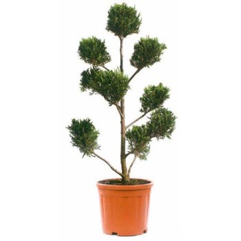 ΚΥΠΑΡΙΣΣΙ ΛΕΙΛΑΝΤ ΠΟΝ ΠΟΝ