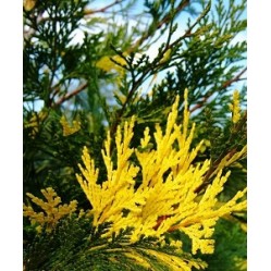 ΛΙΜΠΟΚΕΔΡΟΣ