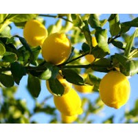 ΛΕΜΟΝΙΑ ΕΥΡΗΚΑ