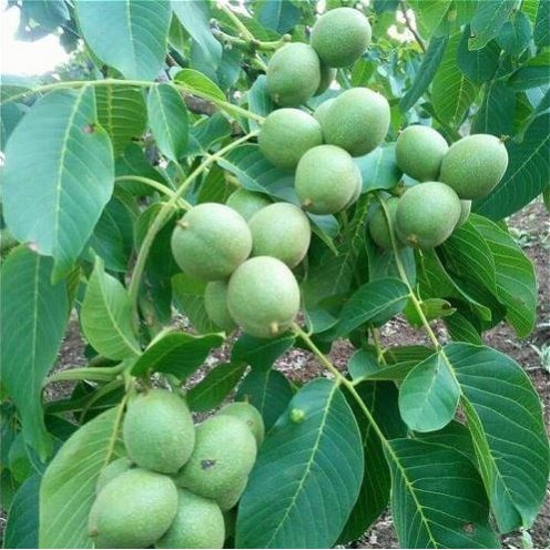 ΚΑΡΥΔΙΑ ΡΟΝΤΕ ΝΤΕ ΜΟΝΤΙΝΙΑΚ