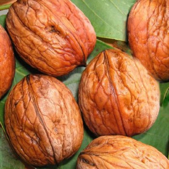 ΚΑΡΥΔΙΑ ΡΟΝΤΕ ΝΤΕ ΜΟΝΤΙΝΙΑΚ