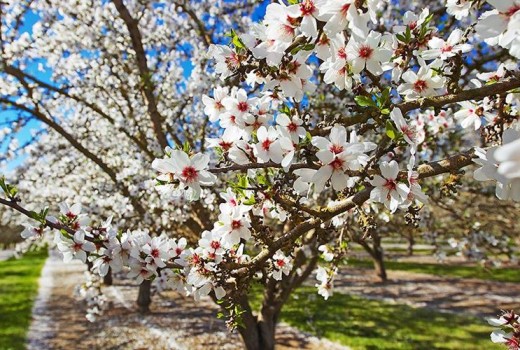 Αμυγδαλιά : Ξεκίνησε η έξοδος και πτήση του ευρύτομου