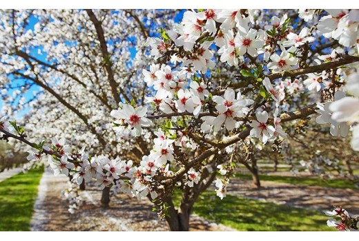 Αμυγδαλιά : Ξεκίνησε η έξοδος και πτήση του ευρύτομου