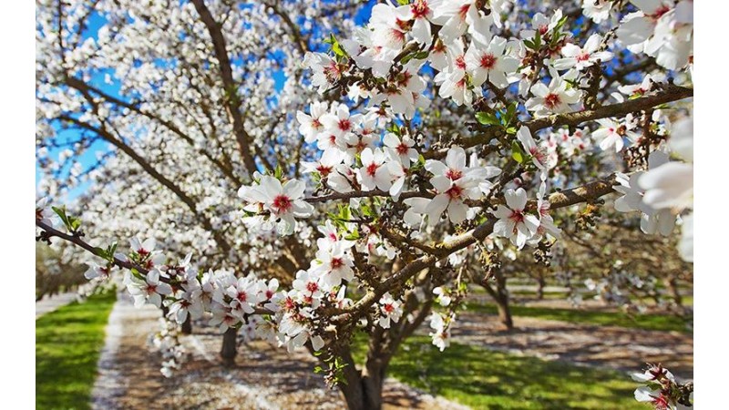 Αμυγδαλιά : Ξεκίνησε η έξοδος και πτήση του ευρύτομου