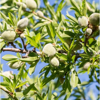 ΑΜΥΓΔΑΛΙΑ ΦΕΡΑΝΙΑ