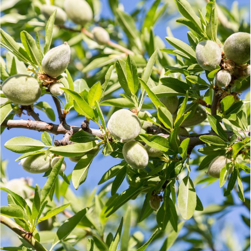 ΑΜΥΓΔΑΛΙΑ ΦΕΡΑΝΙΑ