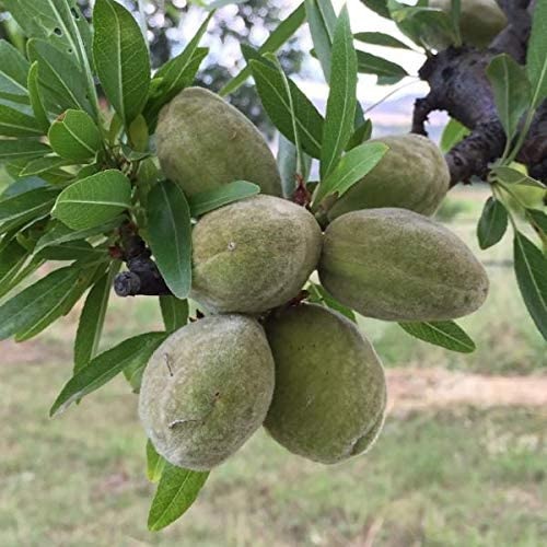 ΑΜΥΓΔΑΛΙΑ ΤΟΥΟΝΟ