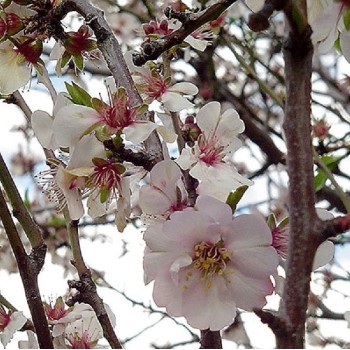 ΑΜΥΓΔΑΛΙΑ ΤΕΞΑΣ