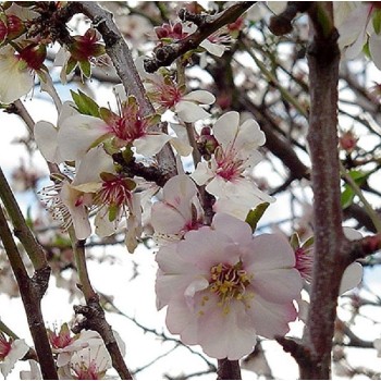 ΑΜΥΓΔΑΛΙΑ ΤΕΞΑΣ