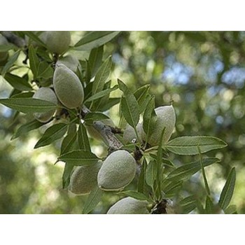 ΑΜΥΓΔΑΛΙΑ ΤΕΞΑΣ