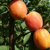 ΒΕΡΙΚΟΚΙΑ ΑΥΓΟΥΣΤΙΑΤΙΚΑ ΟΨΙΜΗ