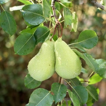 ΑΧΛΑΔΙΑ ΚΡΥΣΤΑΛΛΙΑ