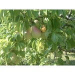 ΑΧΛΑΔΙΑ ΣΑΝΤΑ ΜΑΡΙΑ