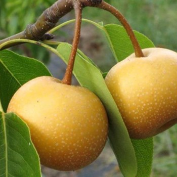 ΑΧΛΑΔΟΜΗΛΟ ΝΑΣΙ