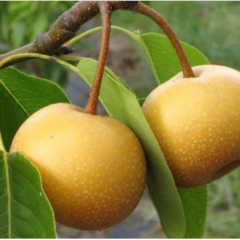 ΑΧΛΑΔΟΜΗΛΟ ΝΑΣΙ