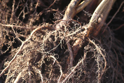Γυμνόριζα : Η έξυπνη επιλογή