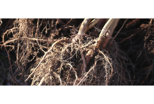 Γυμνόριζα : Η έξυπνη επιλογή