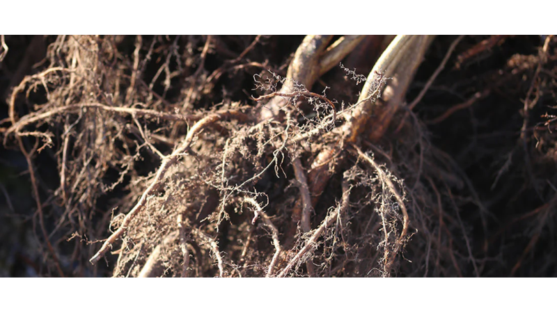 Γυμνόριζα : Η έξυπνη επιλογή