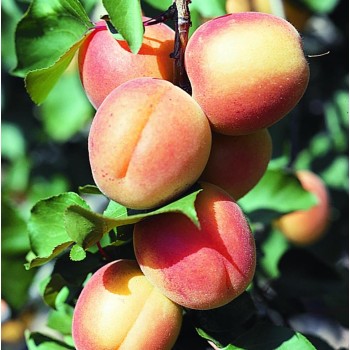 ΒΕΡΙΚΟΚΙΑ ΔΙΑΜΑΝΤΟΠΟΥΛΟΥ