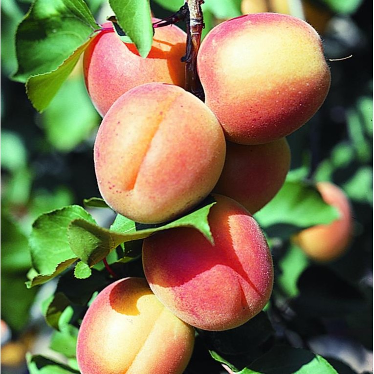 ΒΕΡΙΚΟΚΙΑ ΔΙΑΜΑΝΤΟΠΟΥΛΟΥ