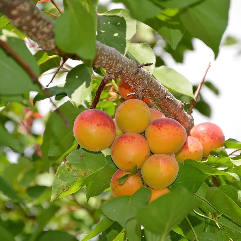 ΒΕΡΙΚΟΚΙΑ ΜΠΕΜΠΕΚΟ