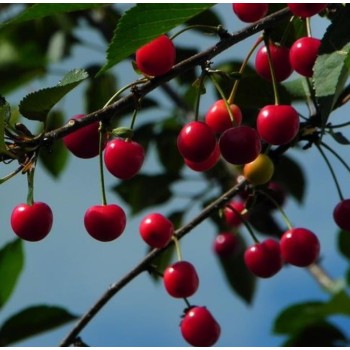 ΒΥΣΣΙΝΙΑ ΦΛΩΡΙΝΗΣ