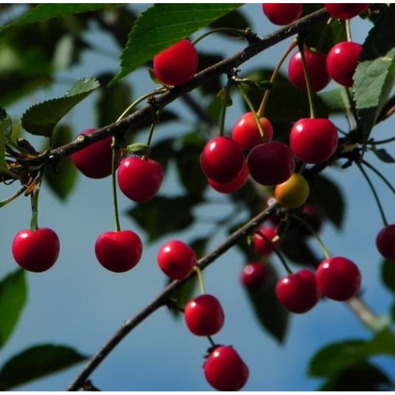 ΒΥΣΣΙΝΙΑ ΦΛΩΡΙΝΗΣ