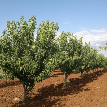 ΚΕΡΑΣΙΑ ΕΡΛΙ ΛΟΡΙ