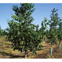 ΚΑΡΥΔΙΑ ΦΕΡΝΟΡ