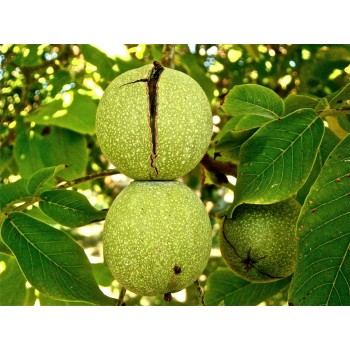 ΚΑΡΥΔΙΑ ΦΕΡΝΟΡ