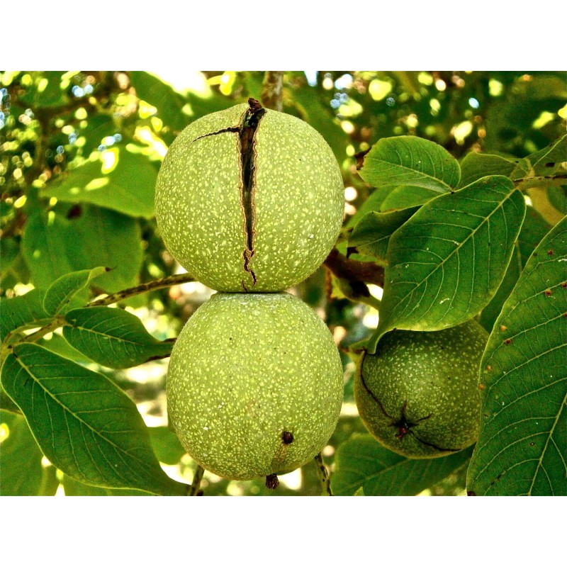 ΚΑΡΥΔΙΑ ΦΕΡΝΟΡ