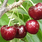 ΚΕΡΑΣΙΑ ΦΕΡΟΒΙΑ