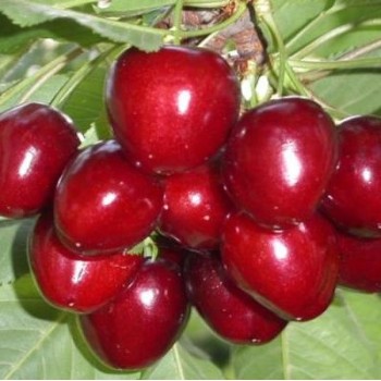 ΚΕΡΑΣΙΑ ΦΕΡΟΒΙΑ