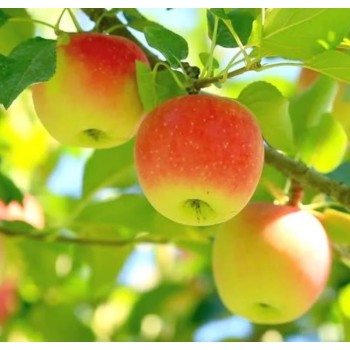 ΜΗΛΙΑ ΦΙΡΙΚΙ ΒΟΛΟΥ