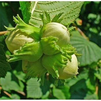 ΦΟΥΝΤΟΥΚΙΑ EXTRA ΓΙΑΓΛΙ