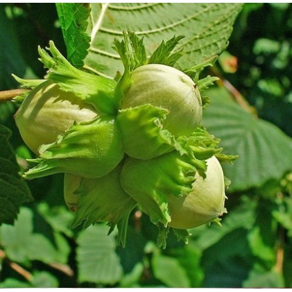 ΦΟΥΝΤΟΥΚΙΑ EXTRA ΓΙΑΓΛΙ