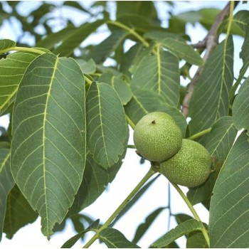 ΚΑΡΥΔΙA ΦΡΑΝΚΕΤ