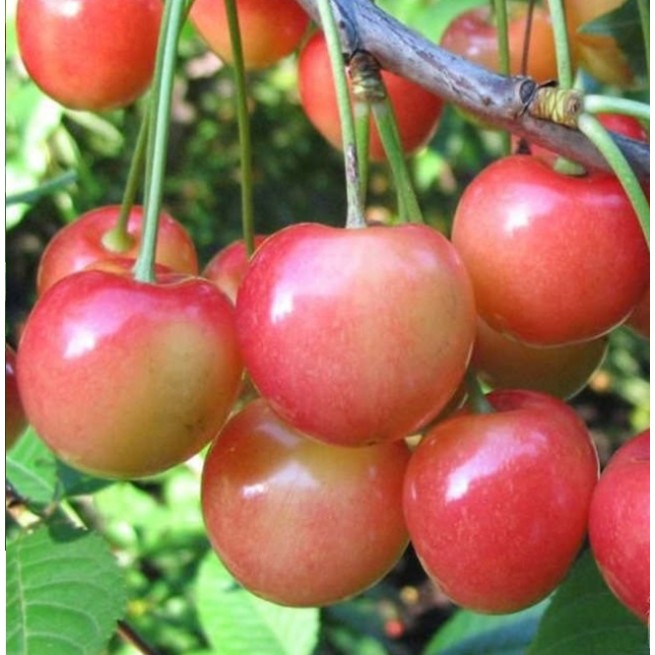 ΚΕΡΑΣΙΑ ΦΡΑΟΥΛΑ