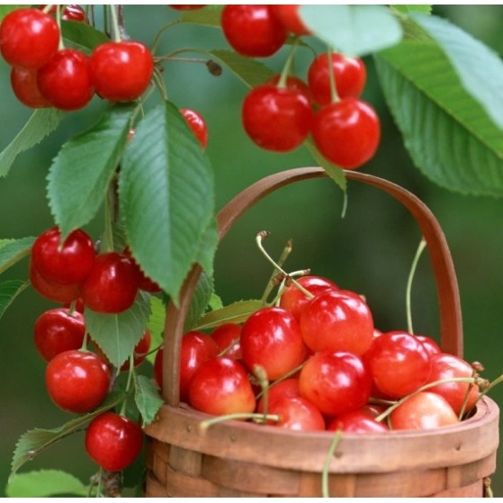 ΚΕΡΑΣΙΑ ΓΑΛΑΝΟ ΠΕΤΡΟΚΕΡΑΣΟ