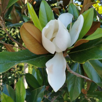 ΜΑΝΟΛΙΑ ΜΕΓΑΝΘΗΣ