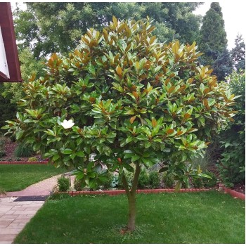 ΜΑΝΟΛΙΑ ΜΕΓΑΝΘΗΣ