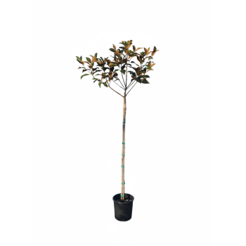 ΜΑΝΟΛΙΑ ΜΕΓΑΝΘΗΣ