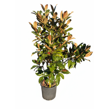 ΜΑΝΟΛΙΑ ΜΕΓΑΝΘΗΣ